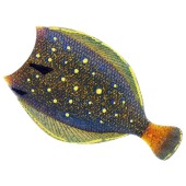 Platýs Flat Matt Jig 8,5cm 28g Peacock Flounder